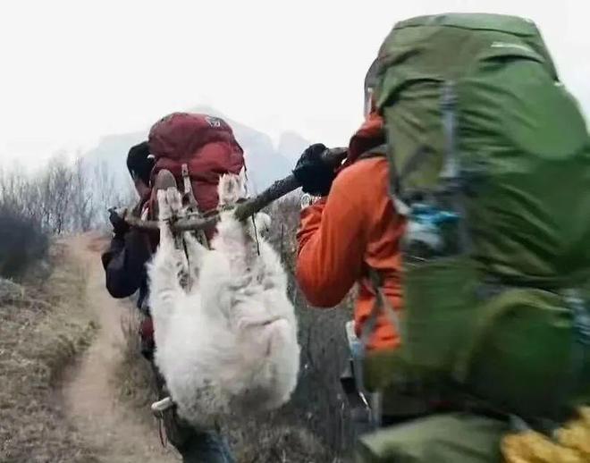 步人登山喜欢带着活鸡？pg电子娱乐平台为何徒(图3)